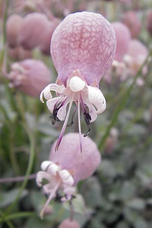 Silene vulgaris subsp. prostrata \ Alpen-Leimkraut / Prostrate Bladder Campion, F Col de la Bonette 8.7.2016