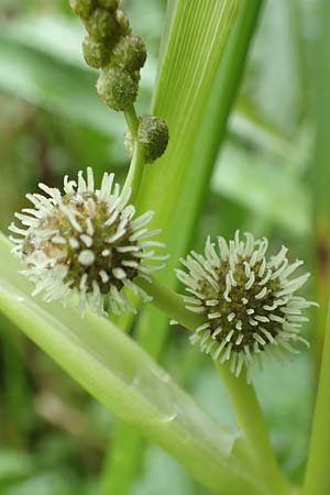 Sparganium erectum s.l. \ &Auml;stiger Igelkolben / Branched Bur-Reed, F Sturzelbronn 27.7.2017