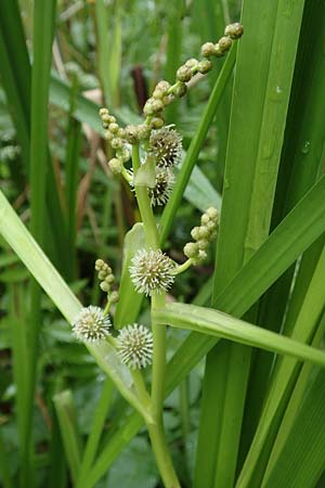 Sparganium erectum s.l. \ &Auml;stiger Igelkolben / Branched Bur-Reed, F Sturzelbronn 27.7.2017