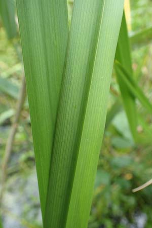 Sparganium erectum s.l. \ &Auml;stiger Igelkolben / Branched Bur-Reed, F Sturzelbronn 27.7.2017