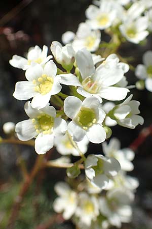 Saxifraga paniculata \ Rispen-Steinbrech, Trauben-Steinbrech / Livelong Saxifrage, F Pyrenäen/Pyrenees, Eyne 4.8.2018