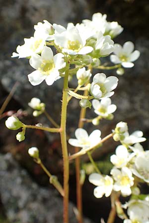 Saxifraga paniculata \ Rispen-Steinbrech, Trauben-Steinbrech / Livelong Saxifrage, F Pyrenäen/Pyrenees, Eyne 4.8.2018