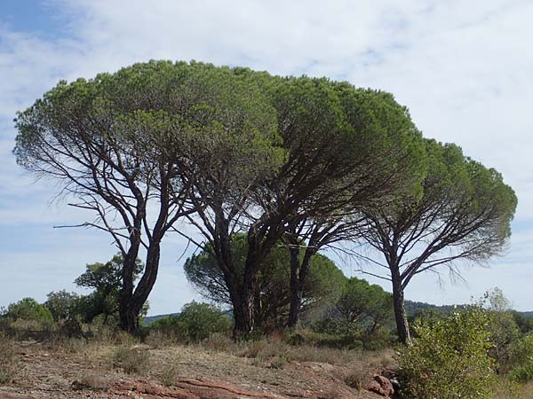 Pinus pinea \ Schirm-Kiefer / Stone Pine, F Maures, La Garde Freinet 8.10.2021