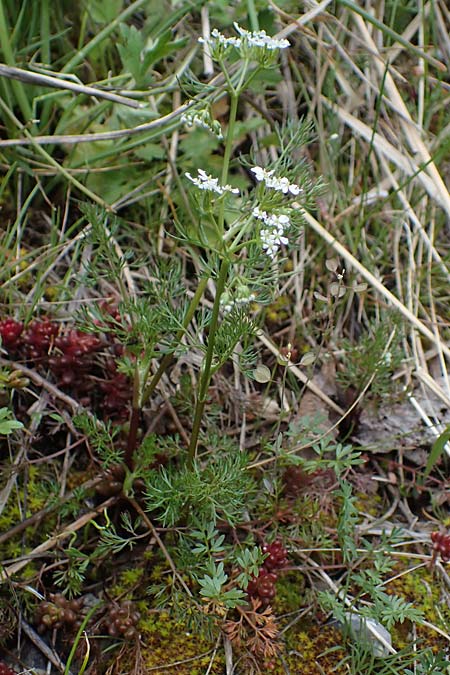 Scandix pecten-veneris \ Echter Venuskamm / Shepherd's Needle, F Guillestre 29.4.2023
