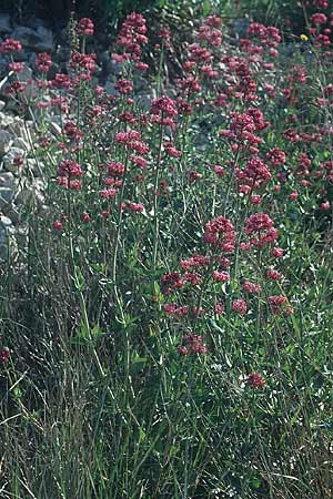 Centranthus ruber subsp. ruber \ Rote Spornblume / Red Valerian, F Chaine du l'Estaque 30.4.2005