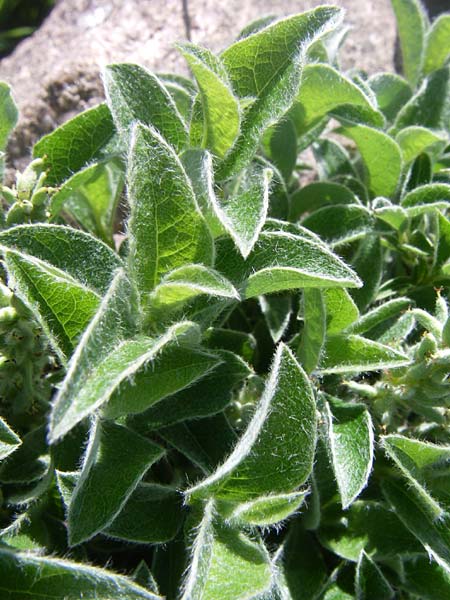 Salix pyrenaica \ Pyren&auml;en-Weide / Pyrenean Willow, F Col de Lautaret Botan. Gar.  28.6.2008