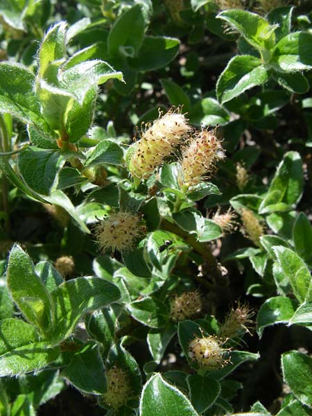 Salix pyrenaica \ Pyren&auml;en-Weide / Pyrenean Willow, F Col de Lautaret Botan. Gar.  28.6.2008