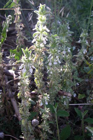 Sideritis romana \ R�misches Gliedkraut / Common Sideritis, F Frontignan 28.6.2008