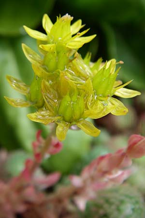 Sedum forsterianum \ Zierliche Felsen-Fetthenne / Rock Stonecrop, Welsh Stonecrop, F Vogesen/Vosges, Botan. Gar.  Haut Chitelet 5.8.2008