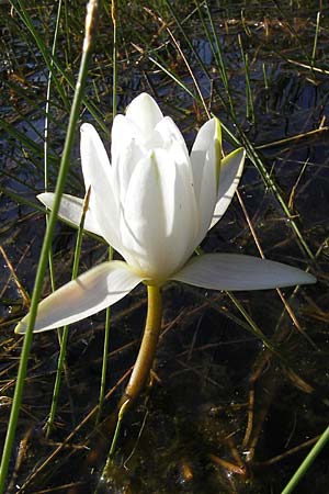 Nymphaea candida ? \ Glnzende Seerose, Kleine Seerose / Water-Lily, F Bitche 28.7.2009