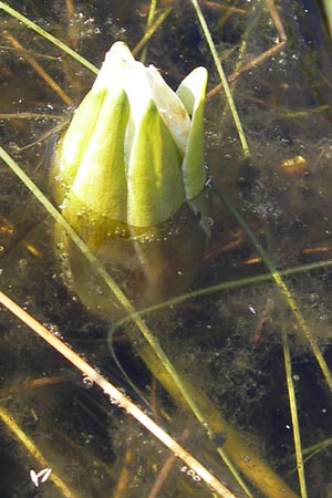 Nymphaea candida ? \ Glnzende Seerose, Kleine Seerose / Water-Lily, F Bitche 28.7.2009