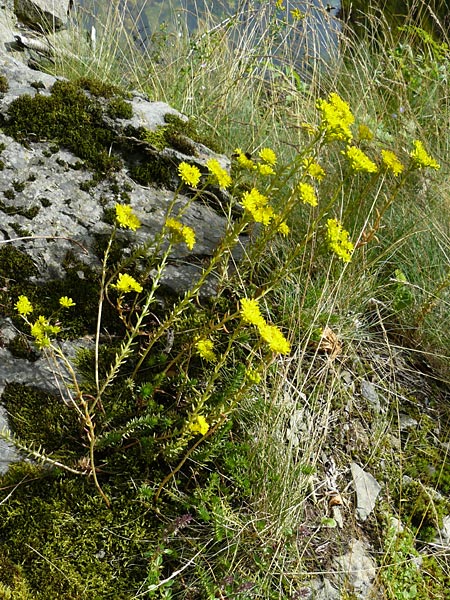 Sedum rupestre \ Felsen-Fetthenne, Tripmadam / Crooked Yellow Stonecrop, Reflexed Stonecrop, F Rimbach-pres-Masevaux 6.8.2008