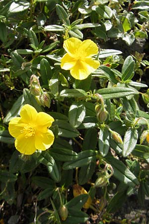 Helianthemum nummularium \ Kleinblttriges Sonnenrschen / Common Rock-Rose, F Pyrenäen/Pyrenees, Gourette 25.8.2011