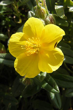 Helianthemum nummularium \ Kleinblttriges Sonnenrschen / Common Rock-Rose, F Pyrenäen/Pyrenees, Gourette 25.8.2011