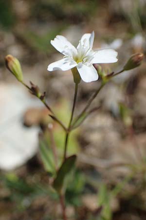 Silene rupestris \ Felsen-Leimkraut / Rock Campion, F Collet de Allevard 9.7.2016