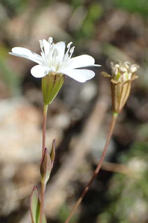 Silene rupestris \ Felsen-Leimkraut / Rock Campion, F Collet de Allevard 9.7.2016