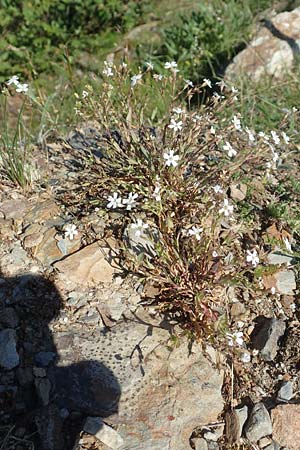 Silene rupestris \ Felsen-Leimkraut / Rock Campion, F Collet de Allevard 9.7.2016
