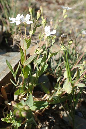 Silene rupestris \ Felsen-Leimkraut / Rock Campion, F Collet de Allevard 9.7.2016