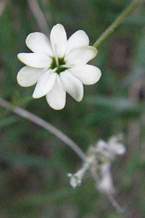 Silene saxifraga \ Steinbrech-Leimkraut, Karst-Leimkraut / Tufted Catchfly, F Valleraugue 8.6.2006
