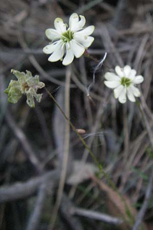 Silene saxifraga \ Steinbrech-Leimkraut, Karst-Leimkraut / Tufted Catchfly, F Valleraugue 8.6.2006