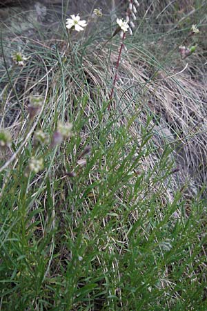 Silene saxifraga \ Steinbrech-Leimkraut, Karst-Leimkraut / Tufted Catchfly, F Valleraugue 8.6.2006