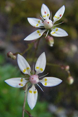 Saxifraga stellaris \ Stern-Steinbrech / Starry Saxifrage, F Allevard 11.6.2006