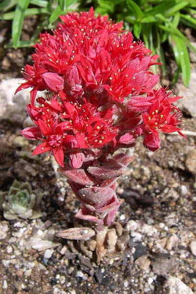 Sedum sempervivum \ Hauswurz&auml;hnliche Fetthenne / Red Turkish Stonecrop, F Vogesen/Vosges, Botan. Gar.  Haut Chitelet 5.8.2008