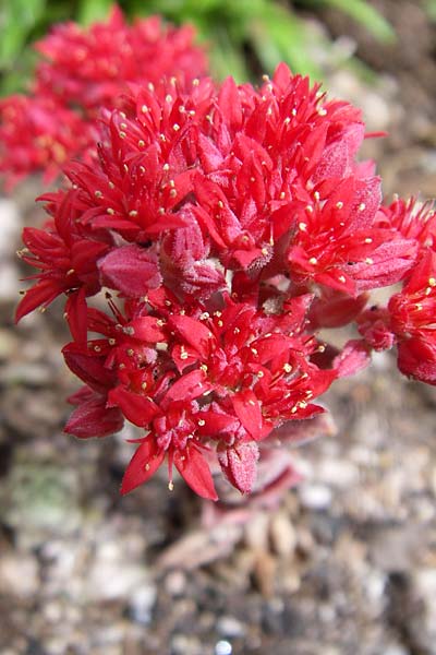 Sedum sempervivum \ Hauswurz&auml;hnliche Fetthenne / Red Turkish Stonecrop, F Vogesen/Vosges, Botan. Gar.  Haut Chitelet 5.8.2008