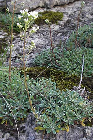 Saxifraga callosa subsp. callosa \ Dickbl&auml;ttriger Steinbrech / Thick-Leaved Saxifrage, F Clue de Chabrieres 12.5.2007