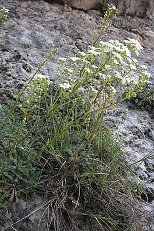 Saxifraga callosa subsp. callosa \ Dickbl&auml;ttriger Steinbrech / Thick-Leaved Saxifrage, F Clue de Chabrieres 12.5.2007