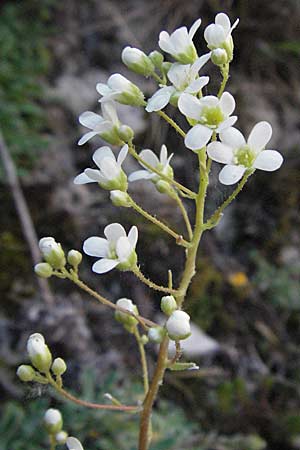 Saxifraga callosa subsp. callosa \ Dickbl&auml;ttriger Steinbrech / Thick-Leaved Saxifrage, F Clue de Chabrieres 12.5.2007