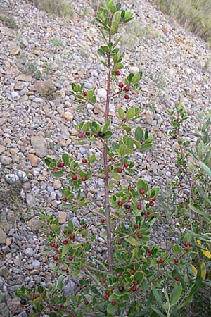 Rhamnus alaternus \ Stechpalmen-Kreuzdorn, Immergr�ner Kreuzdorn / Italian Buckthorn, Evergreen Buckthorn, F Rivesaltes 24.6.2008