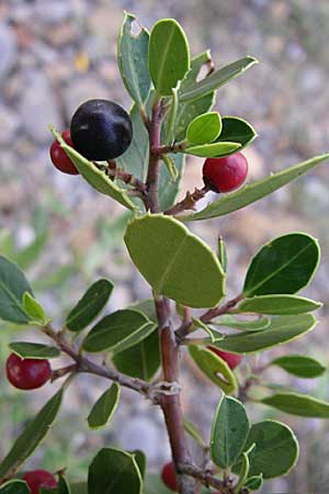 Rhamnus alaternus \ Stechpalmen-Kreuzdorn, Immergr�ner Kreuzdorn / Italian Buckthorn, Evergreen Buckthorn, F Rivesaltes 24.6.2008