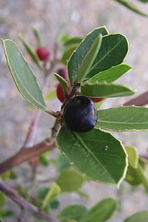 Rhamnus alaternus \ Stechpalmen-Kreuzdorn, Immergr�ner Kreuzdorn / Italian Buckthorn, Evergreen Buckthorn, F Rivesaltes 24.6.2008