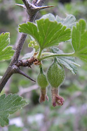 Ribes uva-crispa \ Stachelbeere / Gooseberry, F Pyrenäen/Pyrenees, Eyne 25.6.2008