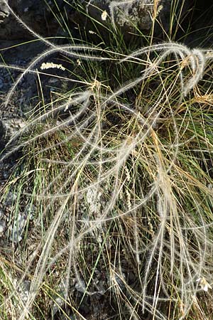 Stipa pennata agg. \ Grauscheidiges Federgras / Great Feather-Grass, F Gorges du Bachelard 9.7.2016