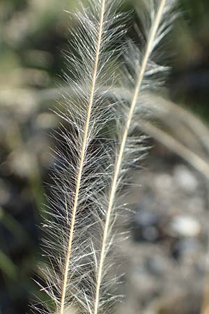 Stipa pennata agg. \ Grauscheidiges Federgras / Great Feather-Grass, F Gorges du Bachelard 9.7.2016