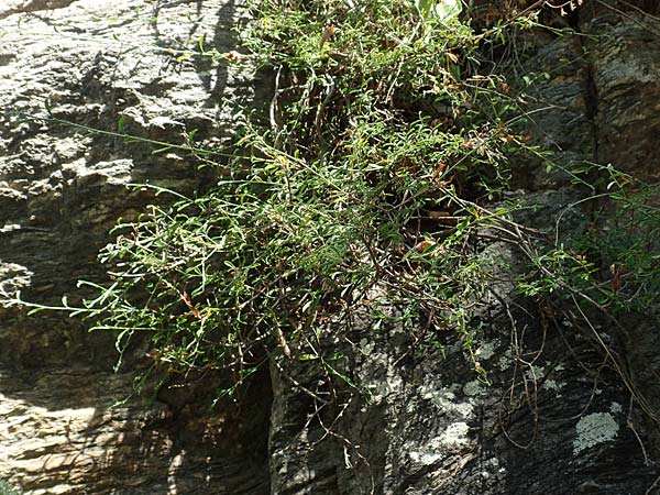 Rhamnus oleoides \ Olivenbl&auml;ttriger Kreuzdorn / European Buckthorn, Mediterranean Buckthorn, F Pyren&auml;en/Pyrenees, Caranca - Schlucht / Gorge 30.7.2018