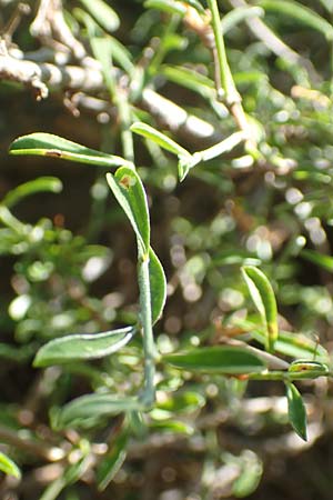 Rhamnus oleoides \ Olivenbl&auml;ttriger Kreuzdorn / European Buckthorn, Mediterranean Buckthorn, F Pyren&auml;en/Pyrenees, Caranca - Schlucht / Gorge 30.7.2018