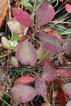 Amelanchier ovalis \ Gewhnliche Felsenbirne / European Service Berry, F Bonneval-sur-Arc 6.10.2021