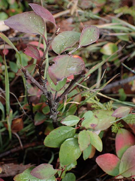 Amelanchier ovalis \ Gewhnliche Felsenbirne / European Service Berry, F Bonneval-sur-Arc 6.10.2021