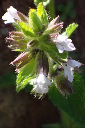 Stachys arvensis \ Acker-Ziest / Field Woundwort, F Maures, Les Mayons 15.3.2024