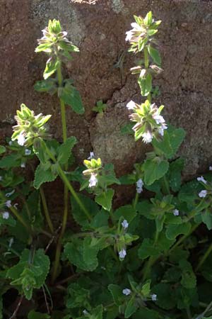Stachys arvensis \ Acker-Ziest / Field Woundwort, F Maures, Les Mayons 15.3.2024