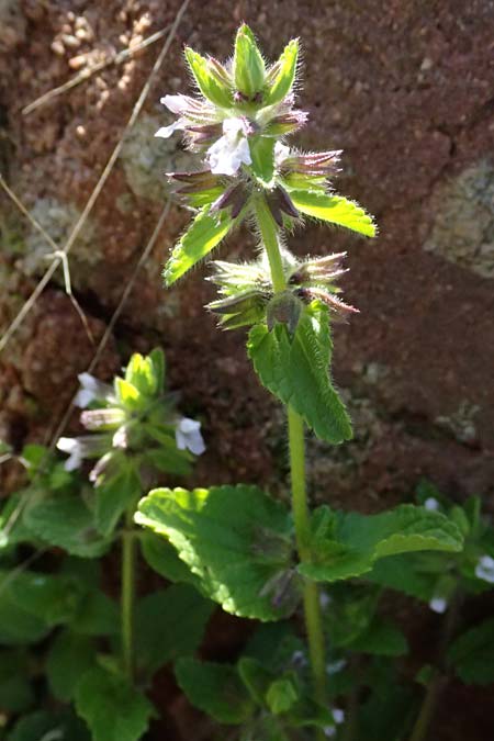 Stachys arvensis \ Acker-Ziest / Field Woundwort, F Maures, Les Mayons 15.3.2024