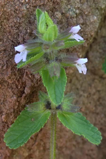 Stachys arvensis \ Acker-Ziest / Field Woundwort, F Maures, Les Mayons 15.3.2024