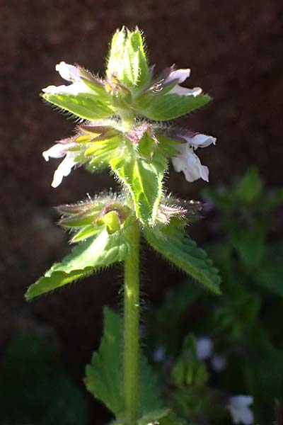Stachys arvensis \ Acker-Ziest / Field Woundwort, F Maures, Les Mayons 15.3.2024