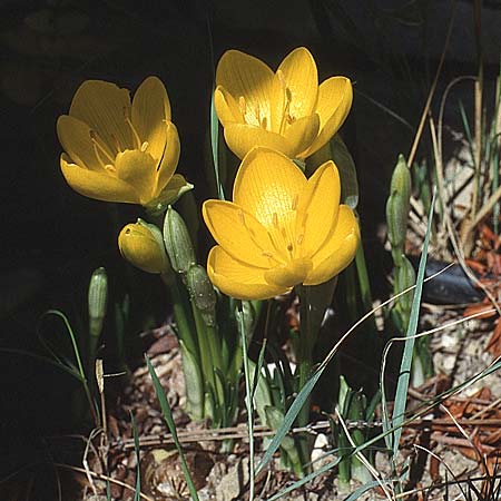 Sternbergia lutea \ Gelbe Sternbergie, Herbst-Goldbecher / Yellow Autumn Crocus, Winter Daffodil, F Serignan du Comtat 19.9.1994