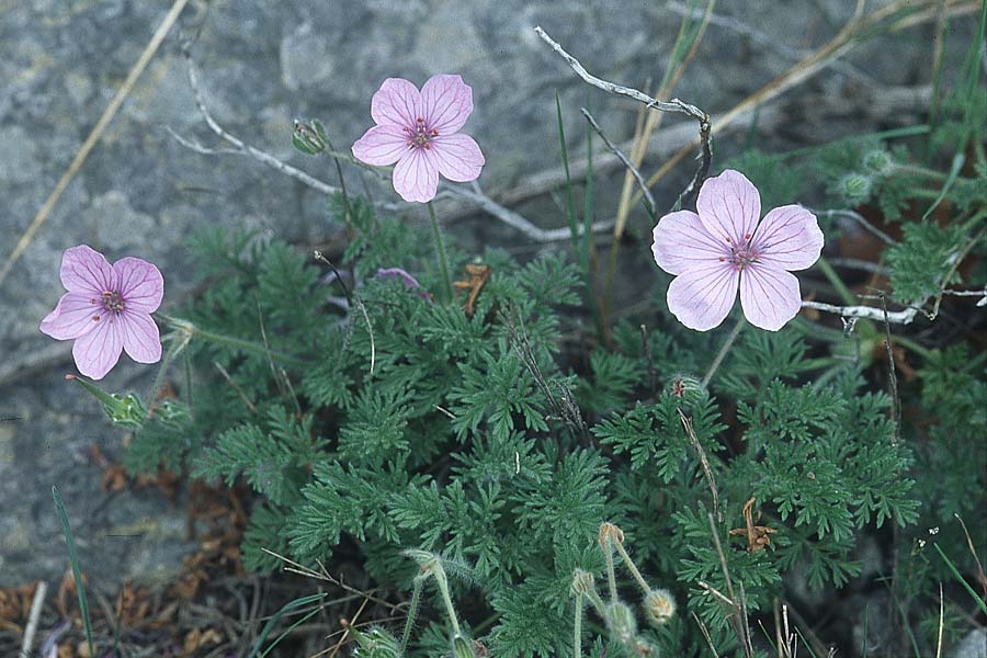 Erodium foetidum \ Stinkender Reiherschnabel, Felsen-Reiherschnabel / Rock Stork's-Bill, F Corbi&egrave;res,  Treilles 1.5.2005