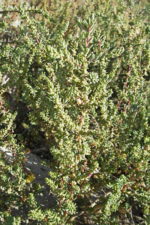 Suaeda vera \ Strauchige Sode / Shrubby Sea Blite, Alkali Seepweed, F Saintes Maries de la Mer 26.5.2009