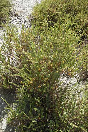 Suaeda vera \ Strauchige Sode / Shrubby Sea Blite, Alkali Seepweed, F Saintes Maries de la Mer 26.5.2009